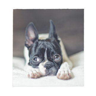 Fina the Boston Terrier Notizblock