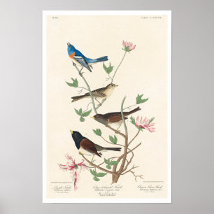 Finale von Audubon Poster