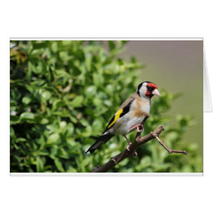 FInch