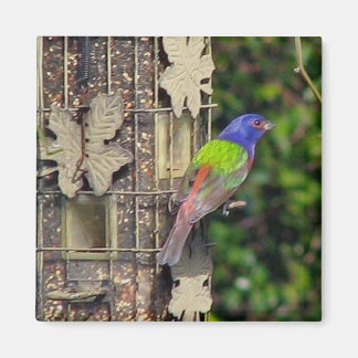 finch-1-feb5-06 magnet