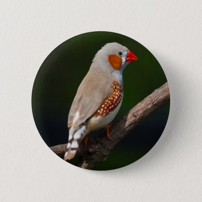 Finch Abzeichen Button (Vorderseite)