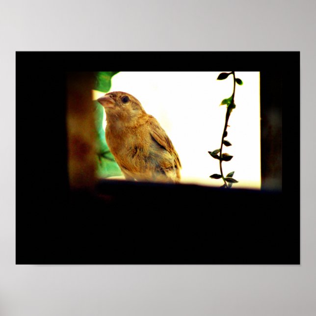 Finch Beauty Poster (Vorne)