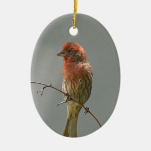 Finch im Haus an der Grenze. Keramik Ornament