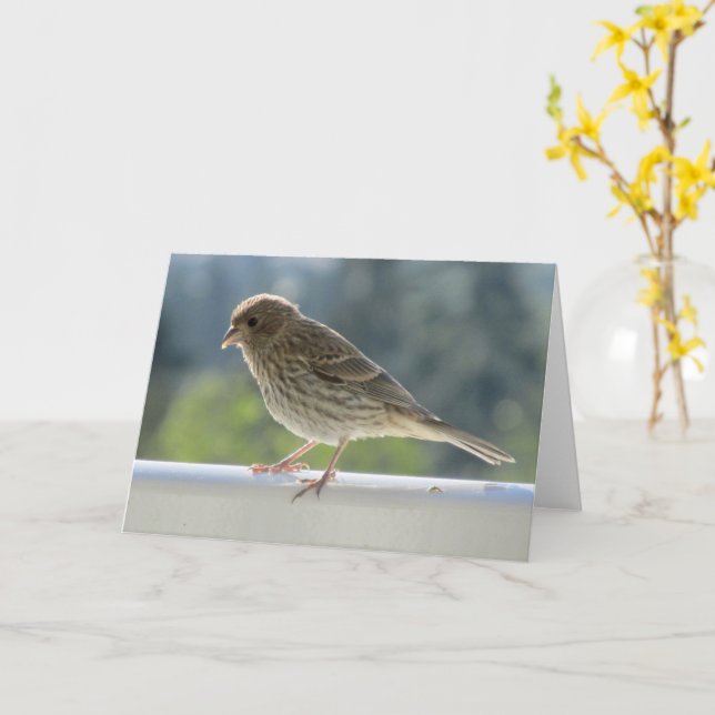 Finch in der Morgensonne. Karte (Gelbe Blume)