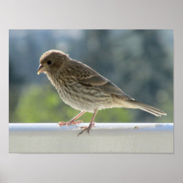 Finch in der Morgensonne. Poster