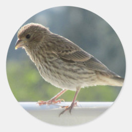 Finch in der Morgensonne. Runder Aufkleber
