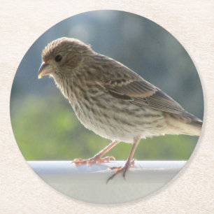 Finch in der Morgensonne. Runder Pappuntersetzer