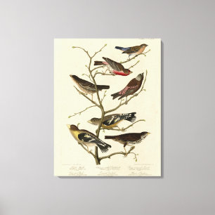 Finch, Jagd, Grosbeak, Audubon Birds of America Leinwanddruck
