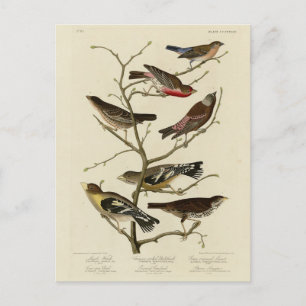 Finch, Jagd, Grosbeak, Audubon Birds of America Postkarte
