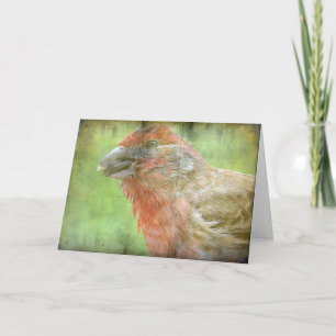 Finch Karte