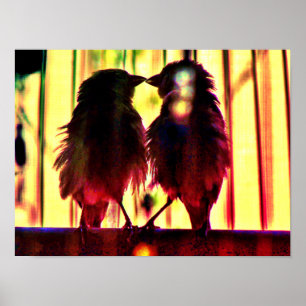Finch-Liebe Poster