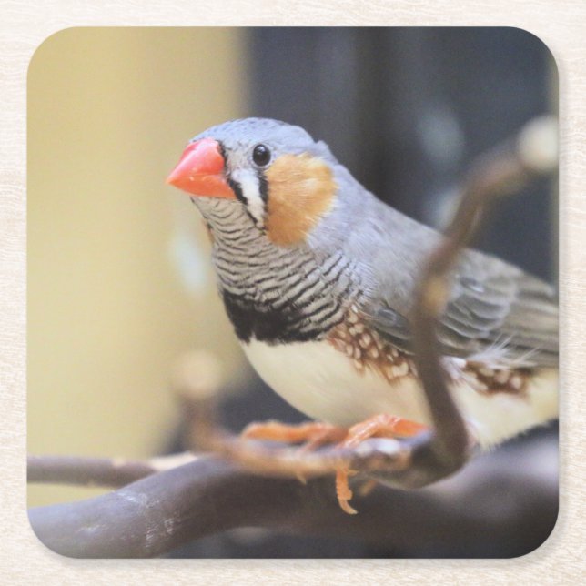 Finch Rechteckiger Pappuntersetzer (Vorderseite)