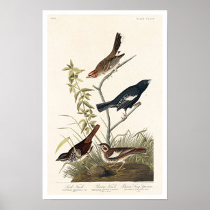 Finch, Sparrow von Audubon Poster