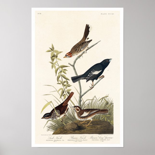 Finch, Sparrow von Audubon Poster (Vorne)
