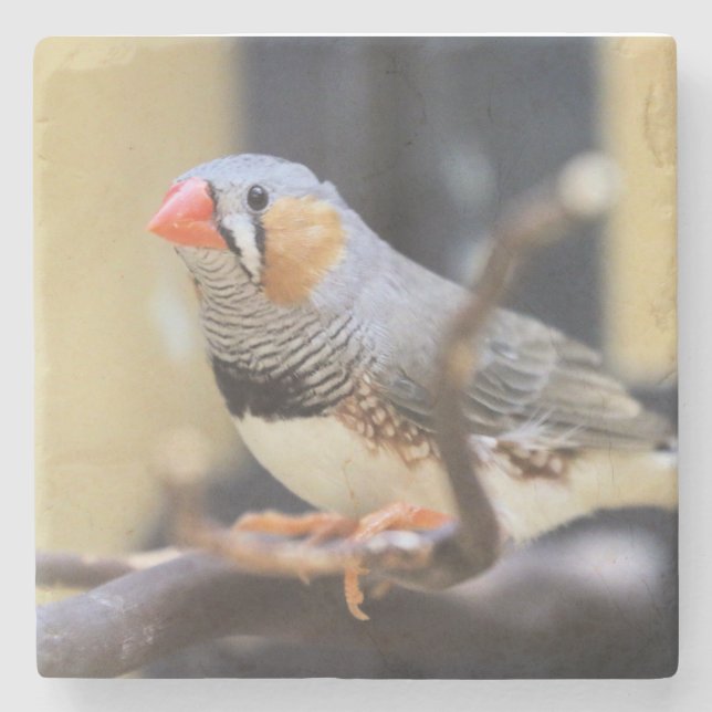 Finch Steinuntersetzer (Vorderseite)