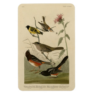Finch, Towhere, Sparrow, Audubons Vögel von Amerik Magnet