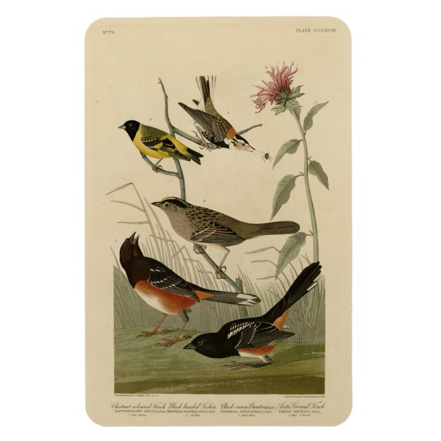 Finch, Towhere, Sparrow, Audubons Vögel von Amerik Magnet (Vertikal)