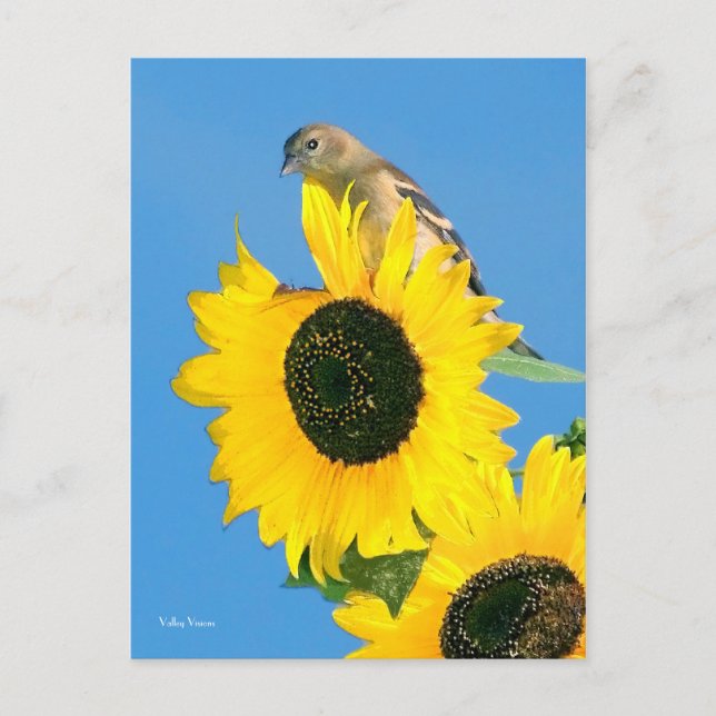 Finch und Blume Postkarte (Vorderseite)