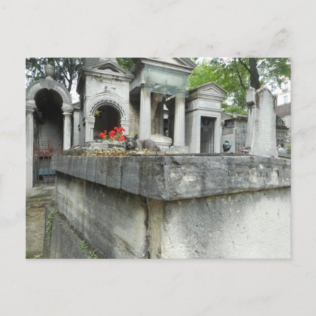 Finde eine Katze! Postkarte (Vorderseite)