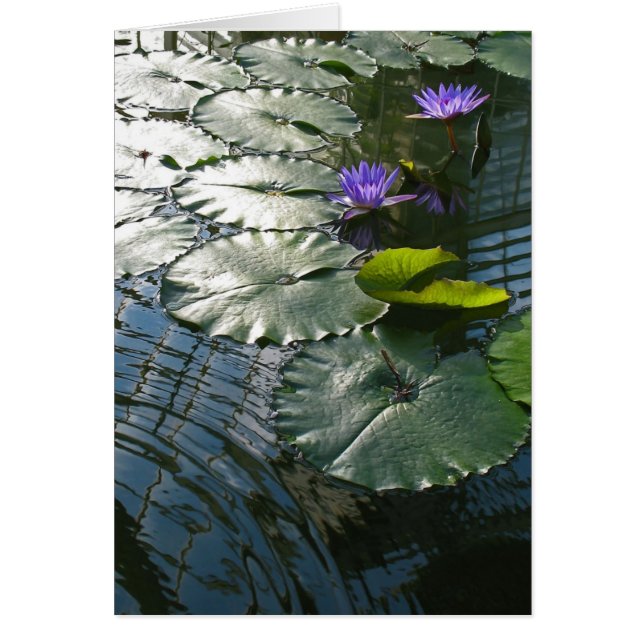 Finden der Friedenskarte (Vorne)