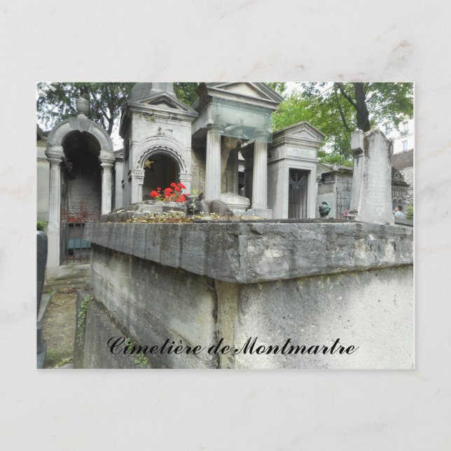 Finden Sie eine Katze! (Text) Postkarte (Vorderseite)