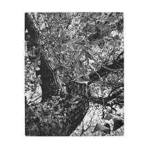 Finden Sie mich in den Bäumen