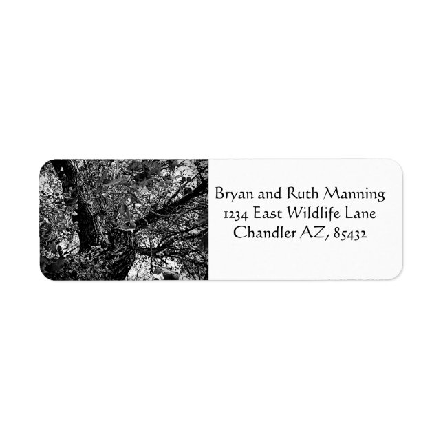 Finden Sie mich in den Bäumen (Vorne)