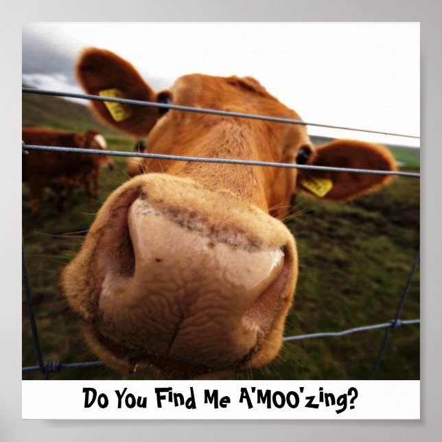 Findest du mich a'MOO'zing? Poster (Vorne)