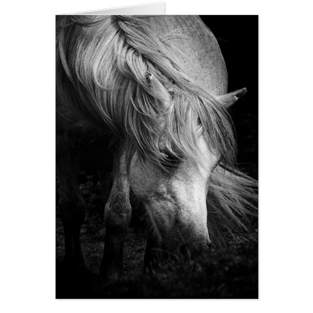 Fine Art Pony Head and Mane Blanche Notelet / Kart (Vorne)