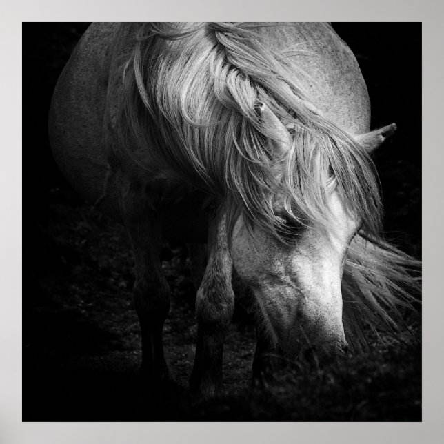 Fine Art Pony Head und Mane Print Poster (Vorne)