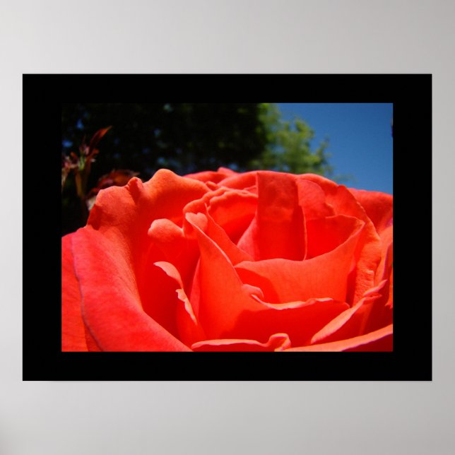 Fine Art Prints Rote Rose Blume Rose Garten Poster (Vorne)