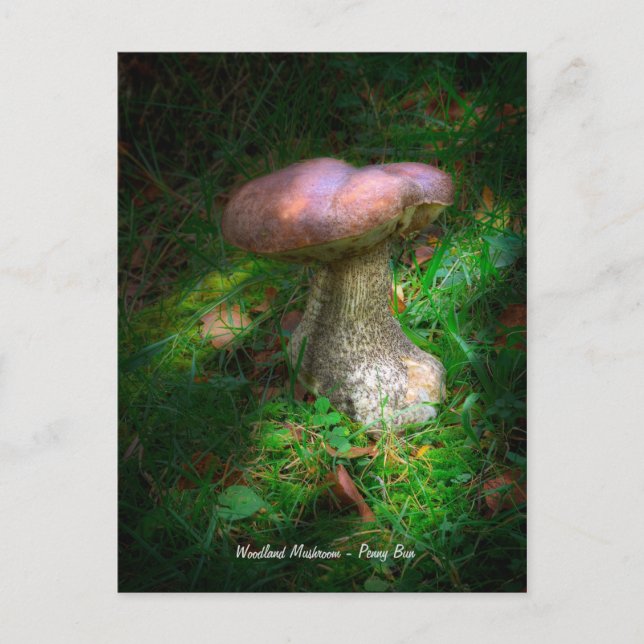 Fine Art, Woodland Mushroom - Penny Bun, Porcino Postkarte (Vorderseite)