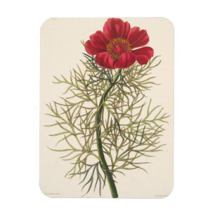 Fine Leaved Paeony Magnet