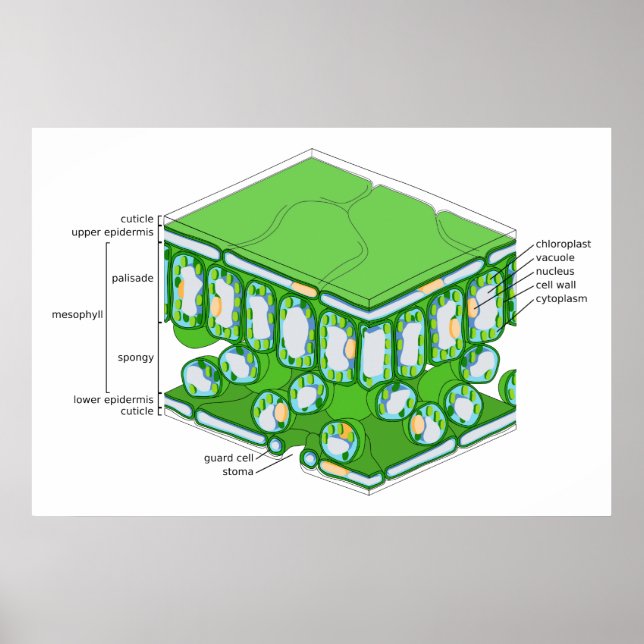 FineScale-Struktur eines linken Diagramms Poster (Vorne)