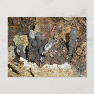 Fingerabdrücke des Toten Postkarte