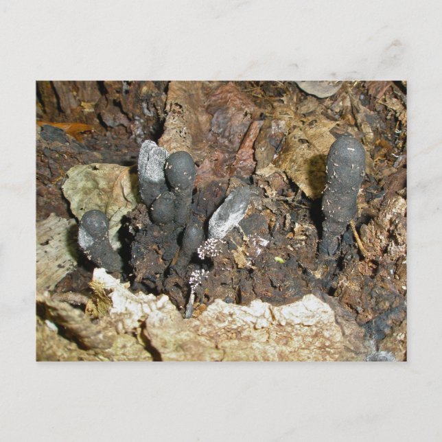 Fingerabdrücke des Toten Postkarte (Vorderseite)