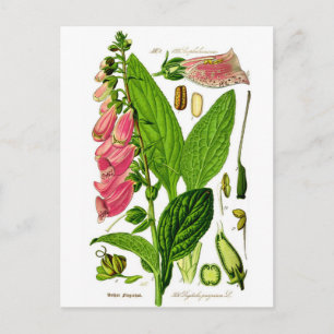 Fingerhut (Digitalis purpurea) Botanische Illustra Postkarte