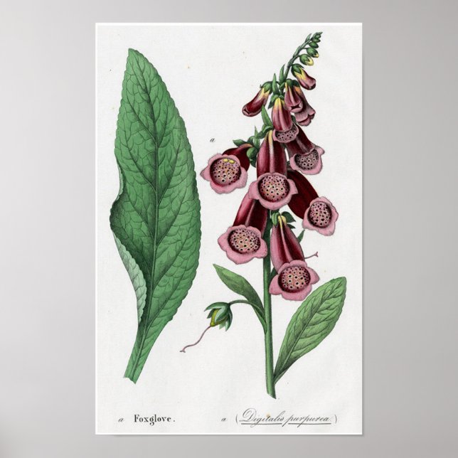 Fingerhut Poster (Vorne)