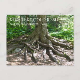 Finnegan's Point, Chilkoot Trail, Gold Rush NHP Postkarte