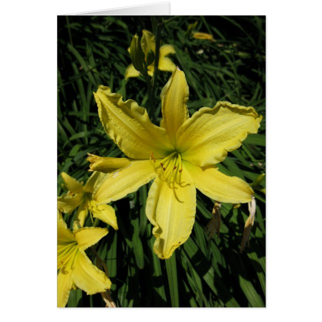 Finnisch-Hyvää Syntymäpäivää-Yellow Lily (Vorne)