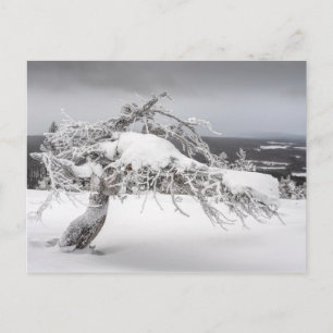 Finnische Winternaturkarte Postkarte