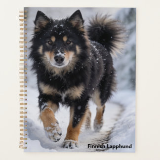 Finnischer Lapphund Planer