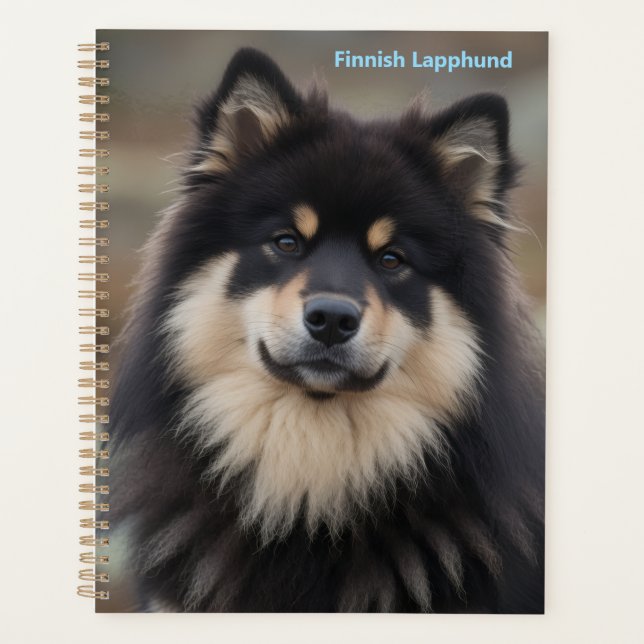 Finnischer Lapphund Planer (Vorderseite)