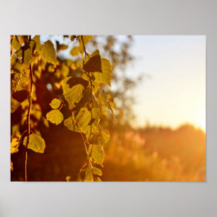 Finnisches Poster: Abend sonne Poster