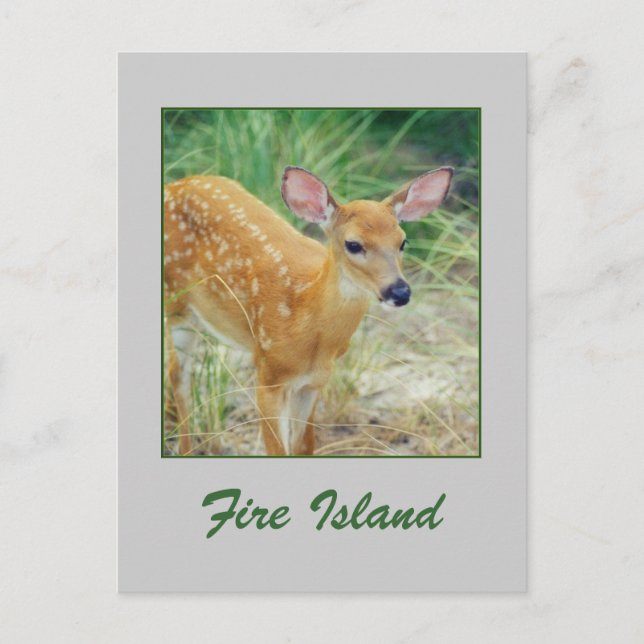 'Fire Island Fawn' Postcard Postkarte (Vorderseite)