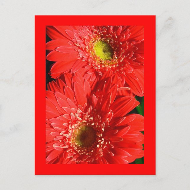 Fire Red Gerbera Postkarte (Vorderseite)