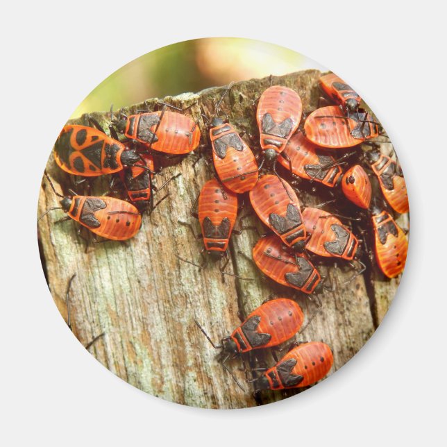 Firebugs Magnet (Vorne)