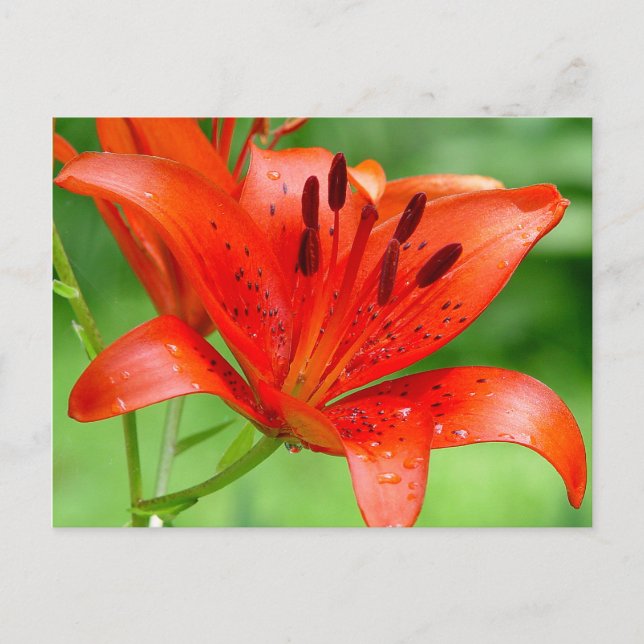 Firecracker Lilly Postcard Postkarte (Vorderseite)