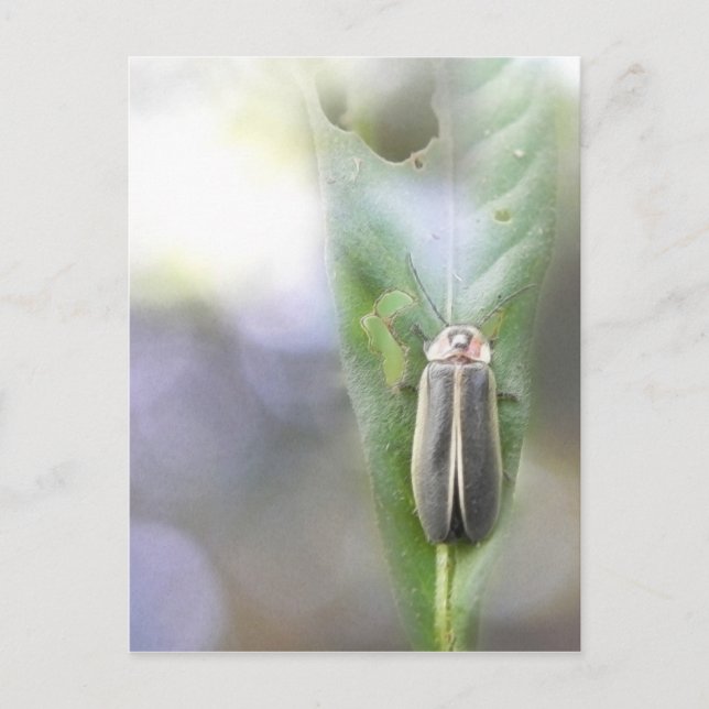 Firefly - Photuris Pyralis Postkarte (Vorderseite)