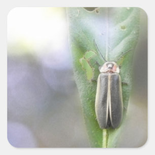 Firefly - Photuris Pyralis Quadratischer Aufkleber